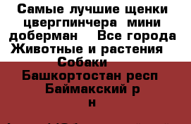 Самые лучшие щенки цвергпинчера (мини доберман) - Все города Животные и растения » Собаки   . Башкортостан респ.,Баймакский р-н